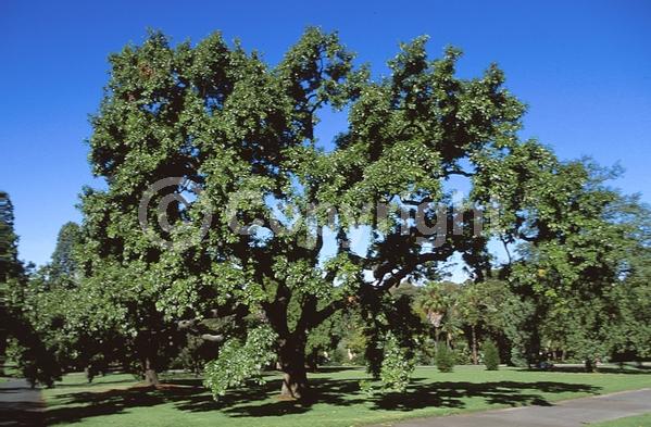 Yellow blooms; Brown blooms; Deciduous
