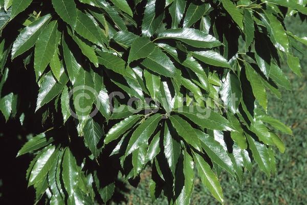 Yellow blooms; Brown blooms; Deciduous
