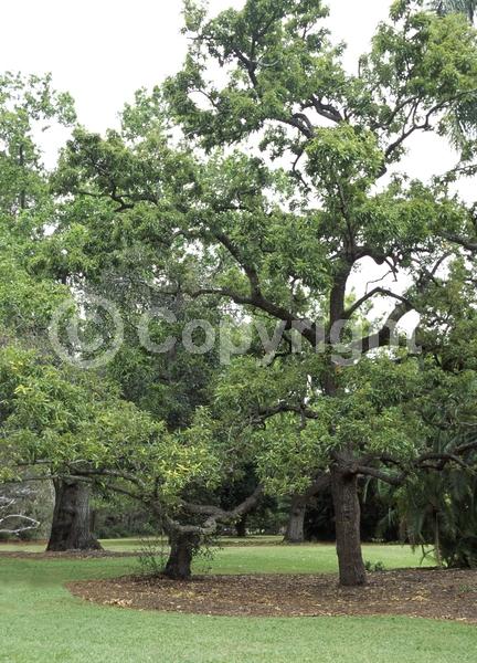 Yellow blooms; Brown blooms; Deciduous