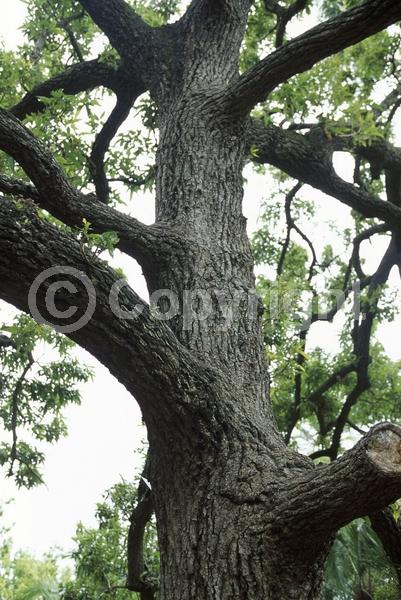 Yellow blooms; Brown blooms; Deciduous