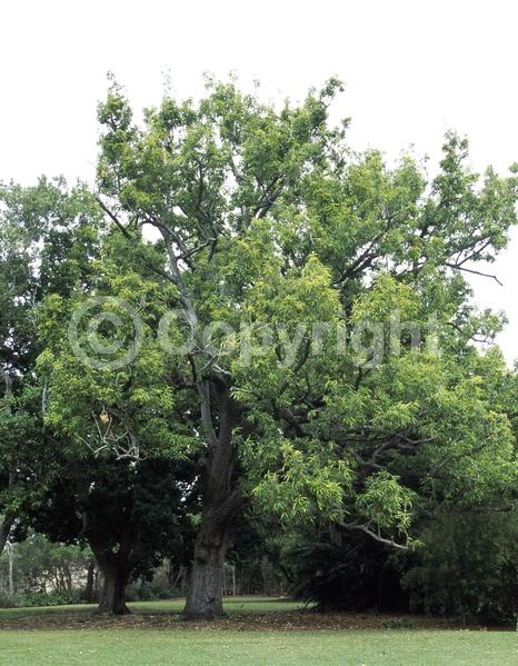 Yellow blooms; Brown blooms; Deciduous