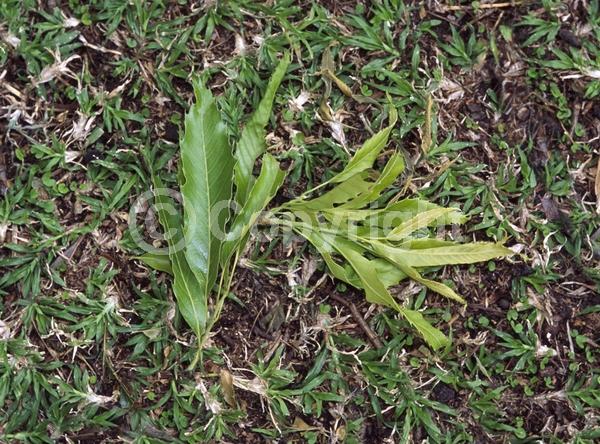 Yellow blooms; Brown blooms; Deciduous
