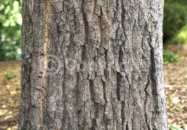 Yellow blooms; Brown blooms; Deciduous