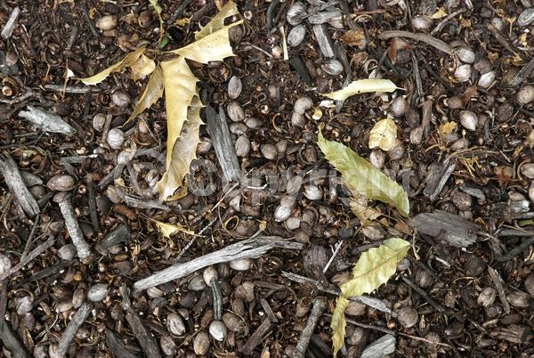 Yellow blooms; Brown blooms; Deciduous