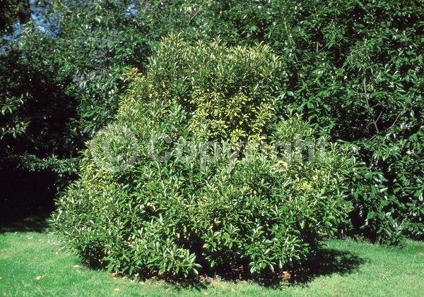 Brown blooms; Evergreen