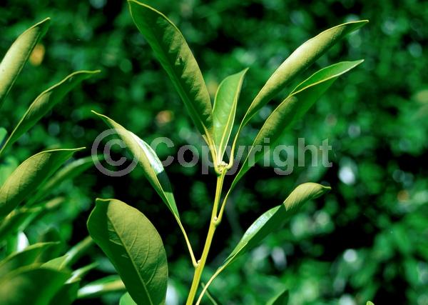 Brown blooms; Evergreen