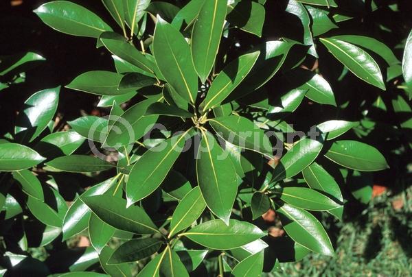 Brown blooms; Evergreen