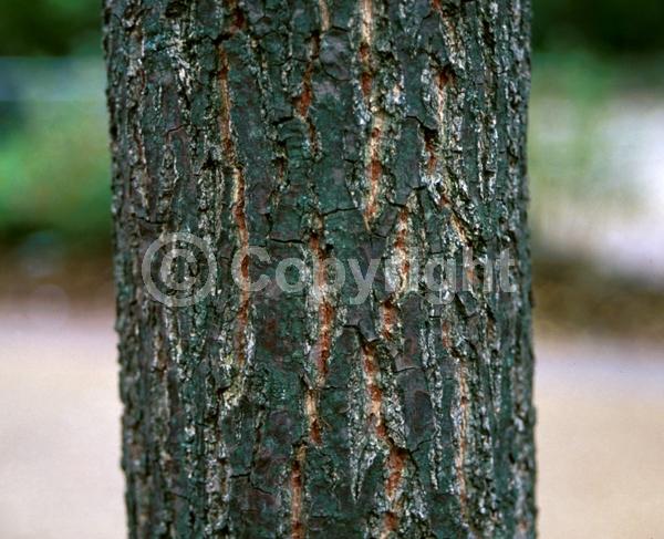 Yellow blooms; Brown blooms; Deciduous