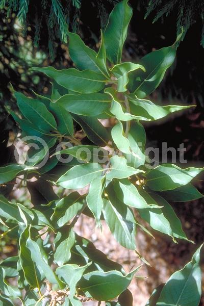 Brown blooms; Evergreen