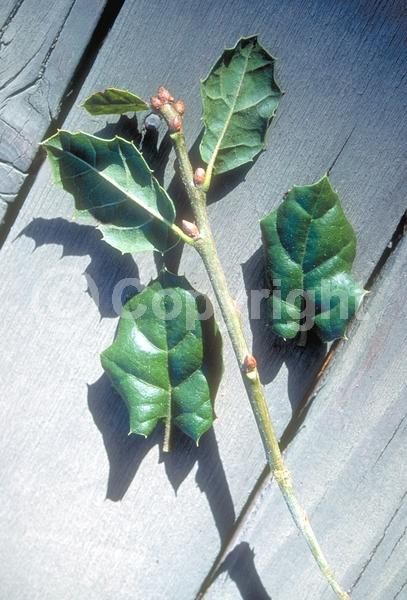 Brown blooms; Evergreen; Semi-evergreen; North American Native