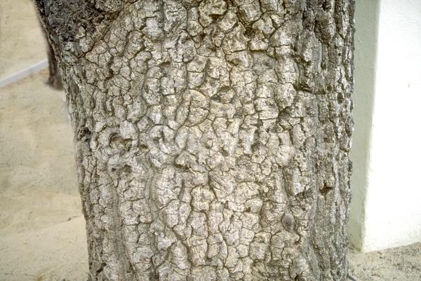 Brown blooms; Evergreen; Semi-evergreen; North American Native