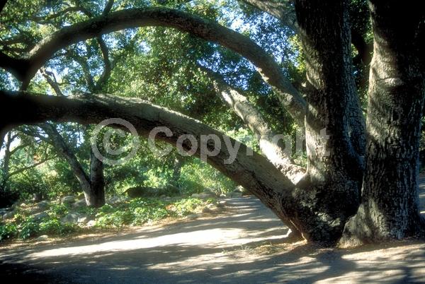 Brown blooms; Evergreen; Semi-evergreen; North American Native