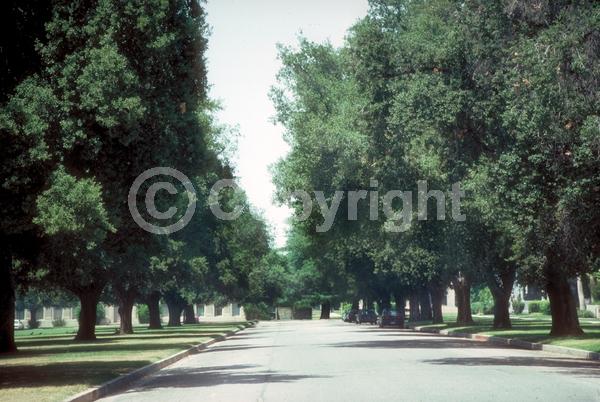 Brown blooms; Evergreen; Semi-evergreen; North American Native