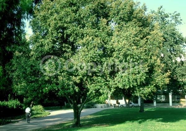 Brown blooms; Evergreen; Semi-evergreen; North American Native