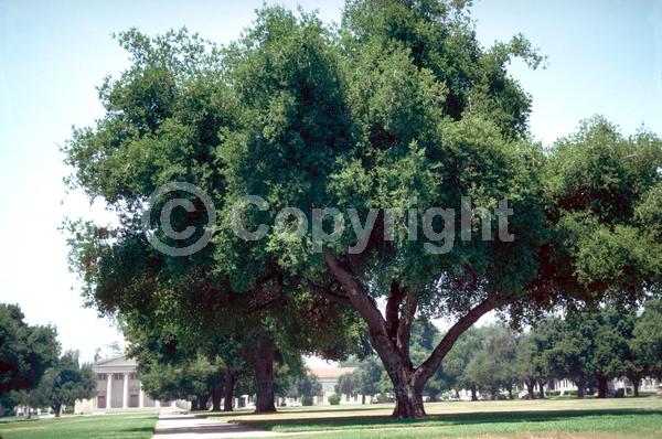 Brown blooms; Evergreen; Semi-evergreen; North American Native