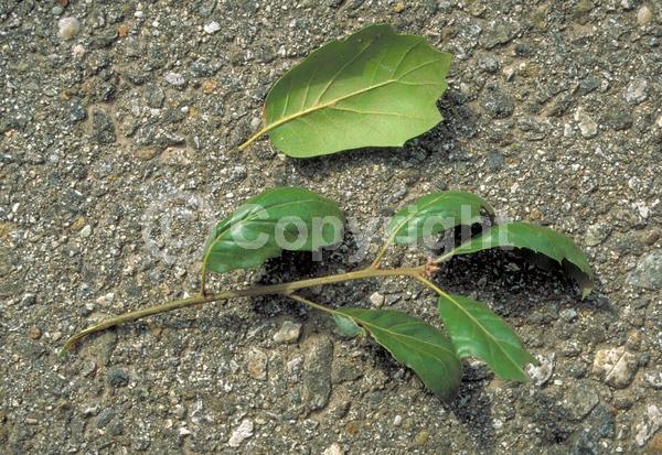 Brown blooms; Evergreen; Semi-evergreen; North American Native