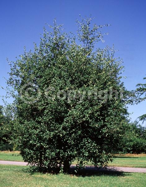 Brown blooms; Evergreen; Semi-evergreen; North American Native