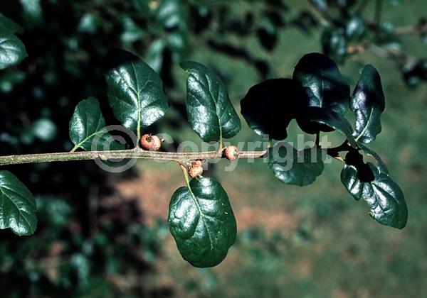 Brown blooms; Evergreen; Semi-evergreen; North American Native