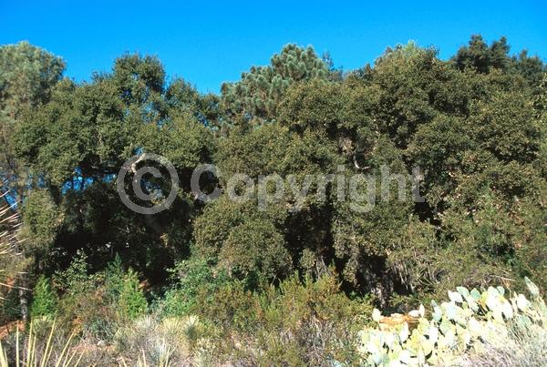 Brown blooms; Evergreen; Semi-evergreen; North American Native
