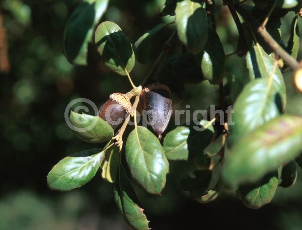 Brown blooms; Evergreen; Semi-evergreen; North American Native