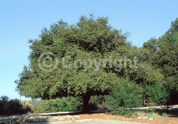 Brown blooms; Evergreen; Semi-evergreen; North American Native