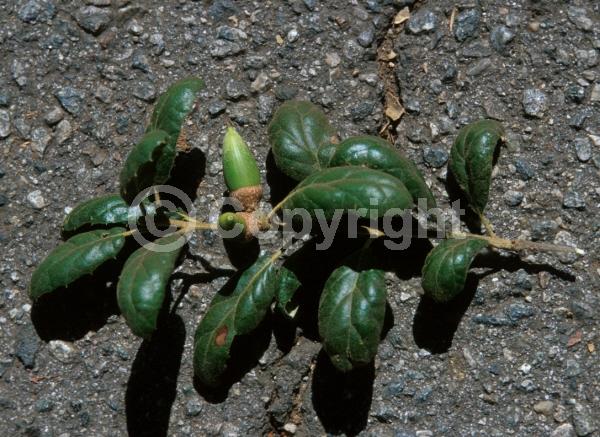 Brown blooms; Evergreen; Semi-evergreen; North American Native