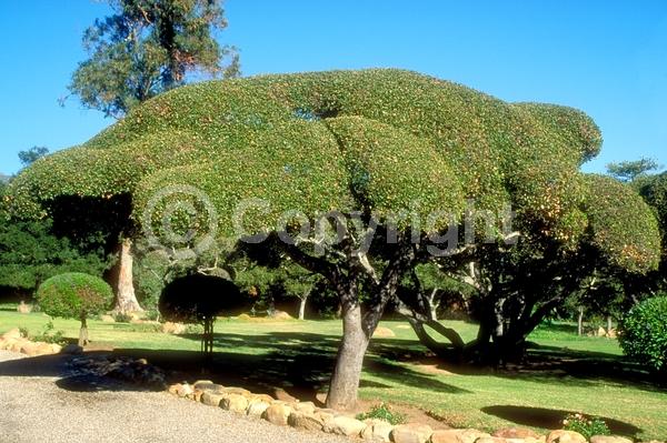 Brown blooms; Evergreen; Semi-evergreen; North American Native