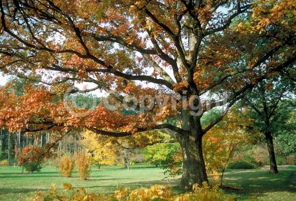 Brown blooms; Deciduous; Broadleaf; North American Native