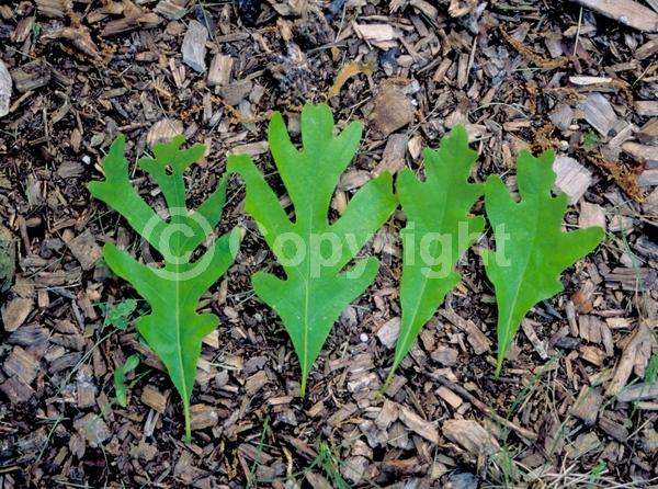 Brown blooms; Deciduous; Broadleaf; North American Native