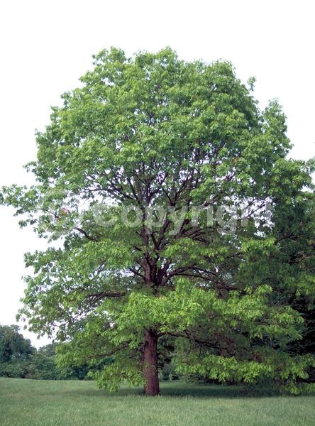 Brown blooms; Deciduous; Broadleaf; North American Native