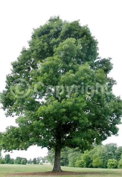 Brown blooms; Deciduous; Broadleaf; North American Native