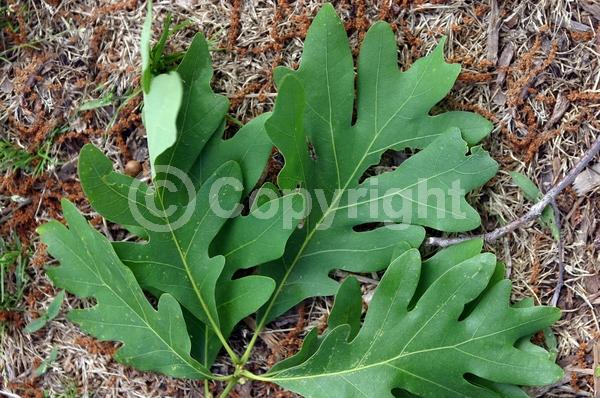 Brown blooms; Deciduous; Broadleaf; North American Native
