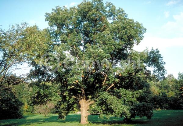 Brown blooms; Deciduous; Broadleaf; North American Native
