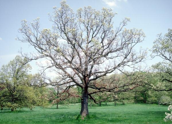 Brown blooms; Deciduous; Broadleaf; North American Native