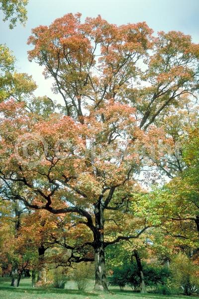 Brown blooms; Deciduous; Broadleaf; North American Native