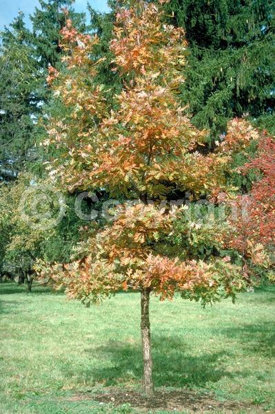 Brown blooms; Deciduous; Broadleaf; North American Native