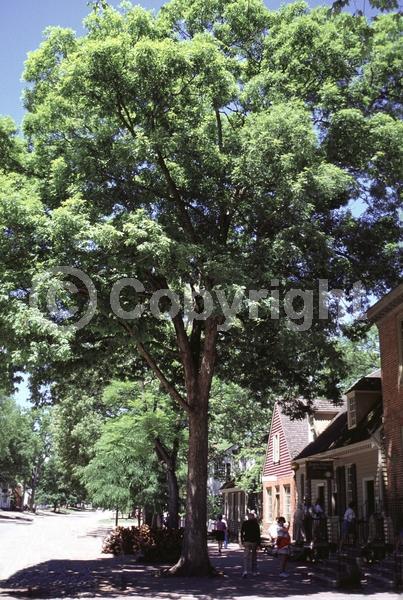Brown blooms; Deciduous; Broadleaf; North American Native