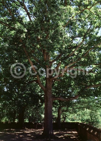 Brown blooms; Deciduous; Broadleaf; North American Native