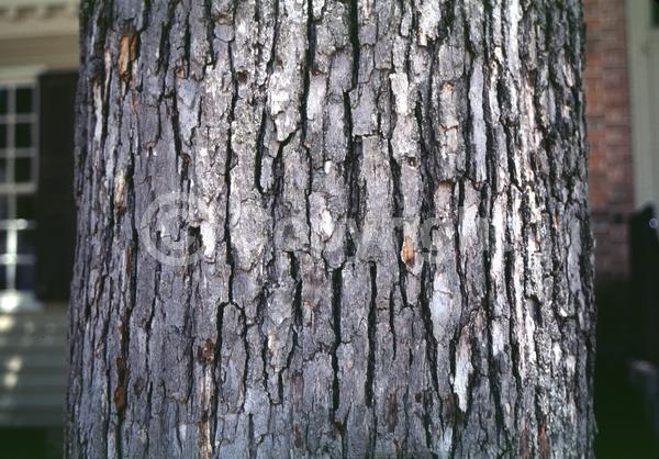 Brown blooms; Deciduous; Broadleaf; North American Native