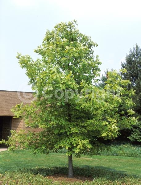 Brown blooms; Deciduous; Broadleaf; North American Native