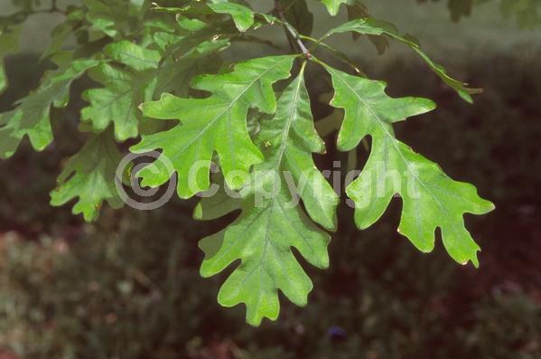 Brown blooms; Deciduous; Broadleaf; North American Native