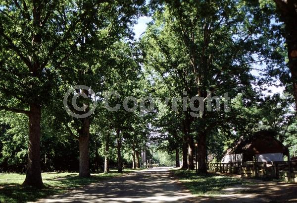 Brown blooms; Deciduous; Broadleaf; North American Native