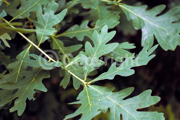 Brown blooms; Deciduous; Broadleaf; North American Native