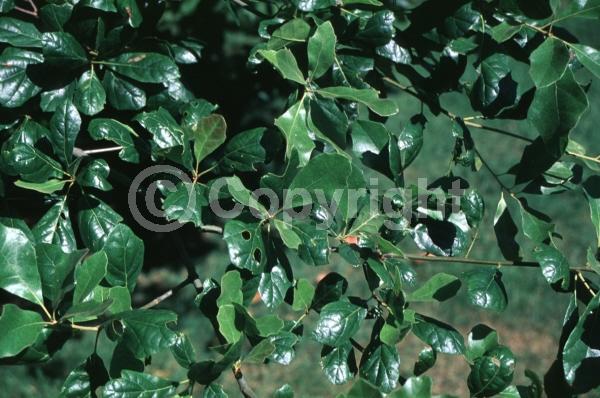Brown blooms; Deciduous; North American Native