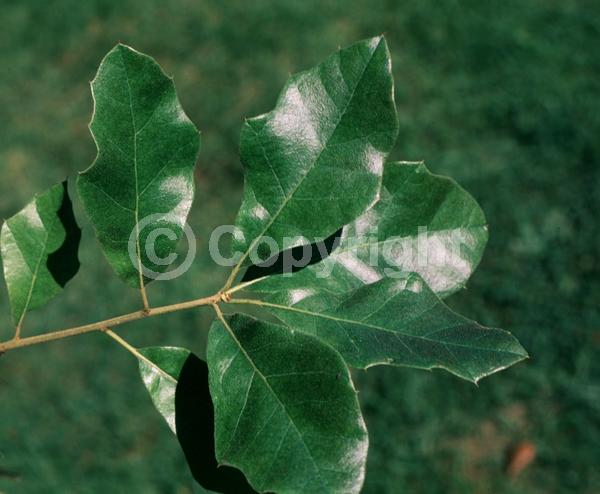 Brown blooms; Deciduous; North American Native