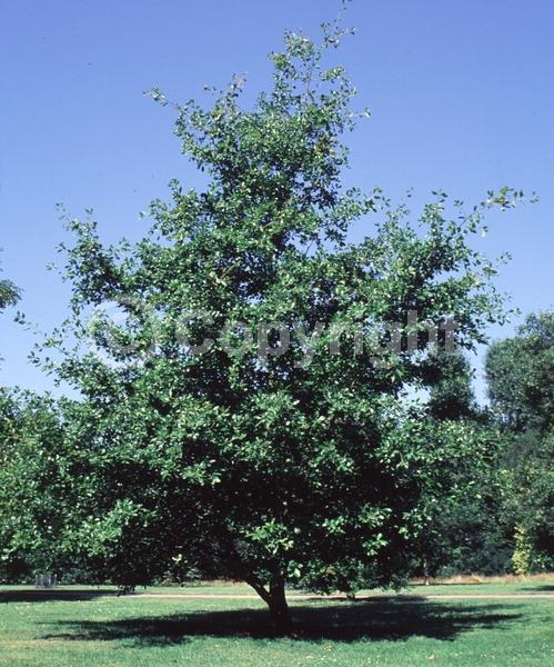 Brown blooms; Deciduous; North American Native