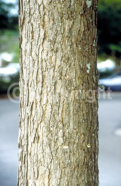 Brown blooms; Deciduous; Broadleaf; North American Native