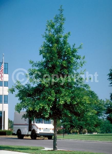 Brown blooms; Deciduous; Broadleaf; North American Native