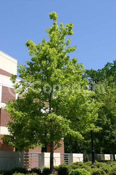 Brown blooms; Deciduous; Broadleaf; North American Native