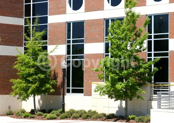 Brown blooms; Deciduous; Broadleaf; North American Native